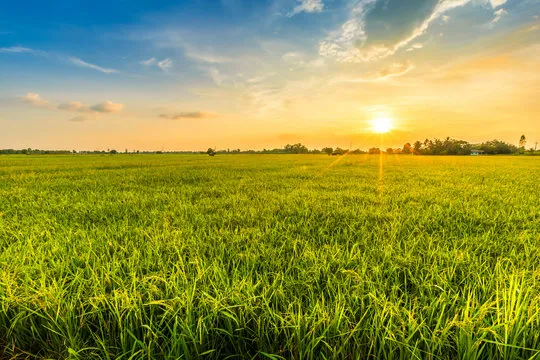 Agricultural field